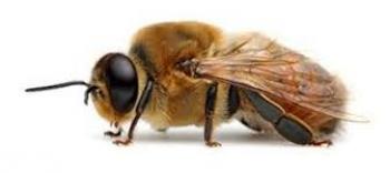 درمان کرونا با نیش زنبور!