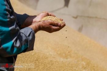 ابلاغ قیمت جدید خرید تضمینی گندم/ خریداری بیش از ۴.۵ میلیون تن گندم از کشاورزان