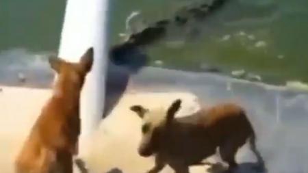 ویدئو/شکار ناگهانی سگ توسط کروکدیل گرسنه