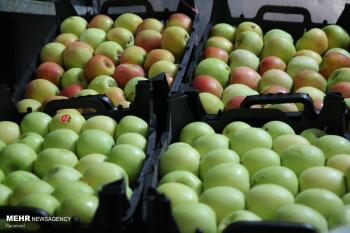 خرید سیب صنعتی غرب کشور از فردا آغاز شد