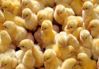 تولید بیش از ۲۳ میلیون قطعه جوجه در بزرگترین زنجیره تولید مرغ کشور